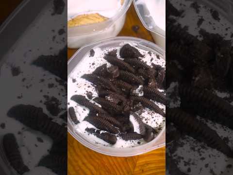 Japanese Yogurt cheesecake? Is this real???